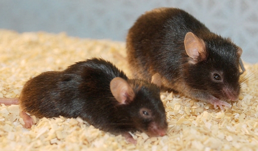 Две девятимесячные мыши из исследования. Животное справа получало препарат, вызывающий апоптоз сенесцентных клеток.