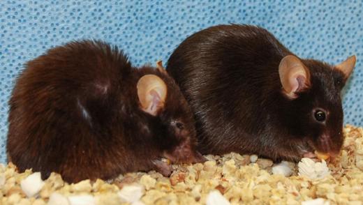 Хотя возраст этих двух мышей одинаков, мышь справа выглядит моложе, так как ученые удалили из ее организма сенесцентные клетки.