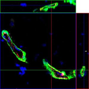 Функциональные кровеносные сосуды, выращенные in vivo из одной трансплантированной взрослой стволовой клетки эндотелия сосудов. Для визуализации поперечного среза отдельного кровеносного сосуда использована конфокальная микроскопия с высоким разрешением. Эндотелиальные клетки сосудов светятся зеленым (помечены зеленым флуоресцентным белком), ядра – синим.