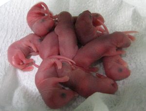Кто твой папа?  Этот помет здоровых мышат получен из сперматозоидов, дифференцированных из эмбриональных стволовых клеток.