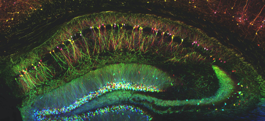Гиппокамп – структура, уже давно признанная одним из важнейших центров мозга, связанных с памятью.