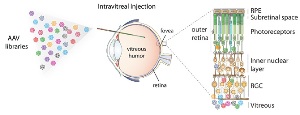 Ученые создали и ввели в стекловидное тело глаза более 100 млн. инженерных аденоассоциированных вирусов (слева). Вирусы, способные проходить через многие слои клеток сетчатки, используются для переноса корректирующего гена в клетки с дефектным геном. Чтобы достичь этих клеток, в частности светочувствительных фоторецепторов и клеток пигментного эпителия сетчатки (RPE), вирус должен пройти через несколько слоев клеток (справа).