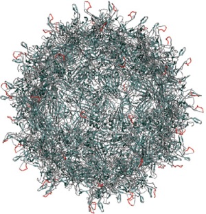 Схематическое изображение аденоассоциированного вируса, показывающее белки его оболочки. Ученые из Калифорнийского университета в Беркли изменили 10 аминокислот в одном из белков (оранжевый), чтобы вирус мог достигать фоторецепторов, проходя через слои сетчатки.
