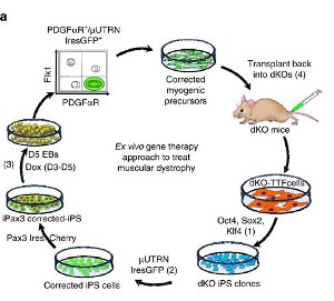 Схема ex vivo генно-терапевтического подхода, который включает в себя (1) перепрограммирование фибробластов животных с мышечной дистрофией в индуцированные плюрипотентные стволовые клетки, (2) генетическое восстановление индуцированных плюрипотентных стволовых клеток путем встраивания трансгена μUTRN с использованием системы транспозона «Спящая красавица», (3) получение миогенных предшественников из скорректированных индуцированных плюрипотентных стволовых клеток путем индукции белка Pax3 и (4) трансплантация откорректированных миогенных прекурсоров в организм мышей-доноров с мышечной дистрофией.