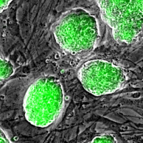 Индуцированные плюрипотентные стволовые клетки, полученные с использованием гистоновых вариантов TH2A и TH2B и двух факторов Яманака (Oct3/4 and Klf4).