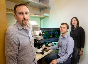 Ученые из Института Солка (слева направо Рувим Шоу, Себастиэн Херциг и Эрин Тойама) открыли неожиданный путь, в котором клетки инициируют важнейший ответ на повреждение их митохондрий.