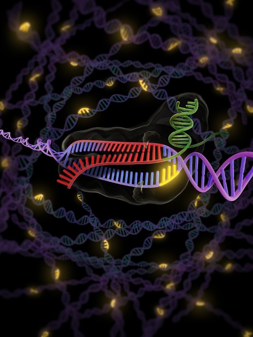 Короткая последовательность ДНК (тринуклеотид), известная как PAM (показана желтым цветом), позволяют бактериальному ферменту Cas9 выявлять и разрушать чужеродную ДНК, а также вызывать сайт-специфические генетические изменения в животных и растительных клетках. Присутствие PAM требуется и для активации Cas9.