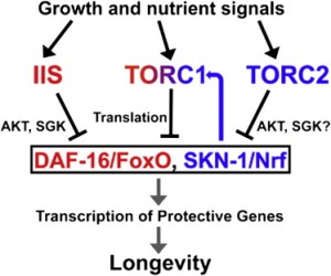 Протеинкиназа TOR, присутствующая в функционально различных комплексах TORC1 и TORC2, необходима для роста, но ассоциируется с развитием болезней и старением. При генетическом подавлении сигнального пути TORC1 у C. elegans факторы транскрипции SKN-1/Nrf и DAF-16/FoxO активируют защитные гены, повышают стрессоустойчивость и увеличивают продолжительность жизни. SKN-1 также активирует экспрессию генов пути TORC1 в цепи обратной связи. Рапамицин вызывает аналогичную защитную реакцию у C. elegans и мышей, но увеличение продолжительности жизни червя зависит от SKN-1, но не от DAF-16. По-видимому, рапамицин подавляет и TORC2, и TORC1. Сингальные пути TORC1, TORC2 и инсулина/инсулиноподобного фактора роста (insulin/IGF-1-like) регулируют активность SKN-1 посредством различных механизмов. Ученые пришли к выводу, что модуляция SKN-1/Nrf и DAF-16/FoxO может быть очень важна для эффектов сигналинга TOR in vivo и что эти факторы транскрипции опосредуют антагонистические отношения между сигналами роста и продолжительностью жизни.