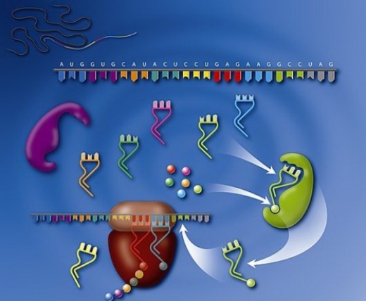 Ферменты тРНК-синтетазы (показаны на рисунке зеленым и фиолетовым) участвуют в реализации трансляции генетического материала в аминокислотные строительные блоки, составляющие белки. Они связывают аминокислоты с их транспортными РНК.