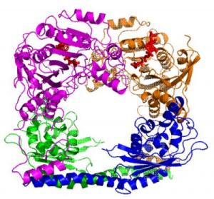 Гистон-ацетилтрансферазы  (HATs) – ферменты,  эпигенетически модифицирующие экспрессию генов. То,  как они  модифицируют свою мишень, зависит от их формы. Эта кольцевая  структура  образована двумя ацетилтрансферазами Rtt109 (показаны  фиолетовым и  золотистым цветом) и двумя шаперонами Vps75 (синий и  зеленый) –  белками, сопровождающими ферменты к их мишени и,  частично,  определяющими размер отверстия, образующегося при  формировании кольца.  Какая часть мишени модифицируется, определяет  форма кольцевого  комплекса, образующегося,  когда HAT связывается с  верхней частью  гистонового белка. Другие шапероны могут помочь Rtt109  модифицировать  другие части гистона.