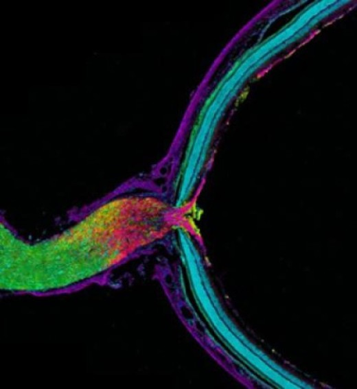 Зрительный нерв и сетчатка мыши, ответственные за передачу информации от глаза к головному мозгу. Ткань окрашена флуоресцентными веществами, показывающими распределение астроцитов (желтые), аксонов ганглионарных клеток сетчатки (фиолетовые), миелина (зеленый) и ядер клеток (циан). Аксоны ганглионарных клеток сетчатки передают митохондрии близлежащим астроцитам в головке зрительного нерва позади сетчатки. Астроциты разрушают эти митохондрии в процессе, названном трансмитофагией.