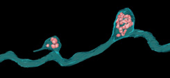 Реконструкция данных электронной микроскопии, показывающая часть ганглиозной клетки сетчатки (синяя) в головке зрительного нерва нормальной здоровой мыши. Две ее выпуклости заполнены митохондриями (красные). Ученые считают, что это один из этапов процесса выведения митохондрий для дальнейшего их разрушения соседними астроцитами.