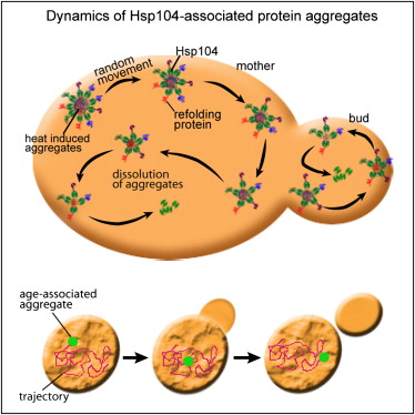 При делении дрожжевых клеток агрегаты поврежденных белков разделяются между материнской и дочерней клетками неравномерно. Для белковых скоплений характерно так называемое случайное блуждание. В дочерних клетках очищение от белковых агрегатов, образовавшихся в результате теплового воздействия, происходит преимущественно за счет растворения с помощью шаперона Hsp104p. Агрегаты, образующиеся в процессе естественного старения, также демонстрируют случайное блуждание, но не растворяются. Хотя эти данные не противоречат взглядам на роль актина или клеточной полярности в разделении белковых агрегатов, моделирование показывает, что асимметричное наследование может быть прогнозируемым результатом их медленной диффузии  и геометрии дрожжевых клеток.