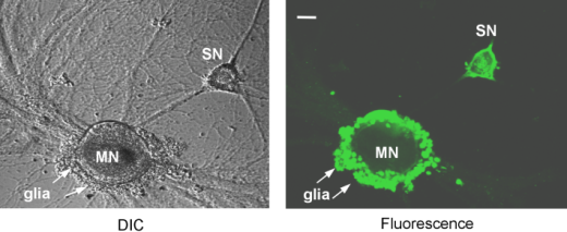 In situ анализ мРНК показывает, что у улитки Aplysia мРНК аналога белка хантингтина экспрессируются в сенсорных (SN) и двигательных (MN) нейронах, а также в глиальных клетках.