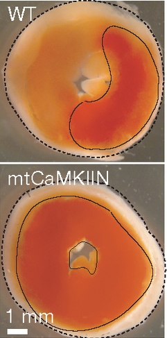 Ингибирование фермента CaMKII (Са-кальмодулинзависимой протеинкиназы II) защищает сердечную мышцу во время стресса. На фото темно-красный цвет соответствует живой сердечной мышце. При подавлении фермента CaMKII в условиях стресса количество выживших клеток сердечной мышцы увеличивается (внизу).