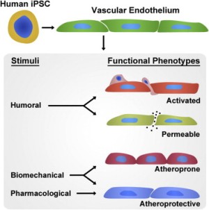 В дополнение к характерным молекулярным и структурным особенностям клеток эндотелия, эндотелиальные клетки сосудов, полученные из индуцированных плюрипотентных стволовых клеток (ИПСК-ЭК), демонстрируют фенотипическую пластичность, что позволяет им опосредовать трансмиграцию лейкоцитов и поддерживать динамический барьер. Кроме того, различными биомеханическими или фармакологическими раздражителями развитие ИПСК-ЭК может быть направлено в сторону либо предрасположенного к образованию атеросклеротических бляшек, либо атеропротекторного фенопитов. В целом ИПСК-ЭК сохраняют спектр физиологических функций эндотелия и обладают релевантной фенотипической пластичностью для изучения важных особенностей сердечно-сосудистой патофизиологии конкретного пациента.