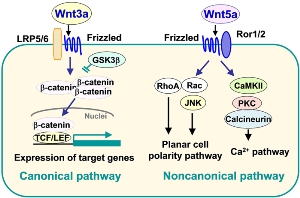 Канонический Wnt-сигналинг опосредует свое действие путем связывания со своими рецепторами Frizzled (FZD) и ко-рецепторами, LRP5/6. Это вызывает активацию внутриклеточного Dishevelled (Dvl), который, в свою очередь, ингибирует фермент гликоген-синтаза-киназа-3β (glycogen synthase kinase-3β, GSK3β). Это приводит к стабилизации и транслокации в ядро β-катенина, индуцируя транскрипцию генов через семейство факторов транскрипции LEF/TCF. В отсутствие Wnt-сигналинга комплекс, содержащий GSK3β, фосфорилирует β-катенин, что приводит к его деградации путем убиквитинирования. Wnt-сигналинг участвует в поддержании стволовых клеток в недифференцированном состоянии, однако, часто неясно, какой из Wnts и Wnt-рецепторов опосредует эту функцию. Американские ученые изучили роль в поддержании человеческих ЭСК в недифференцированном и плюрипотентном состоянии рецептора Wnt FZD7. По сравнению с популяциями дифференцированных клеток экспрессия FZD7 в недифференцированных клетках значительно повышена, и предотвращение его экспрессии или функции либо опосредованным короткой шпилечной РНК нокдауном, либо направленной против FZD7 молекулой антигенсвязывающего фрагмента (fab) выводит чЭСК из плюрипотентного состояния. FZD7-специфический fab блокирует сигналинг через белок Wnt3a за счет снижения уровней белка FZD7, предполагая, что FZD7 трансдуцирует Wnt-сигналы для активации Wnt/β-катенин сигналинга. Эти результаты показывают, что FZD7 кодирует регулятор плюрипотентного состояния и что для сохранения недифференцированного фенотипа человеческих ЭСК требуется эндогенный Wnt/β-катенин сигналинг через FZD7.