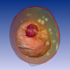 Дрожжевая клетка (Saccharomyces cerevisiae) (рентгеновская микроскопия). Видны ядро и большая вакуоль (красного цвета).