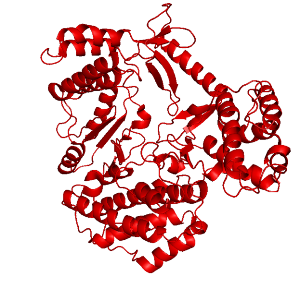 Теломераза добавляет  ДНК-повторы к хвостовому концу теломеры. Она несет свою собственную РНК. Человеческая теломераза состоит из 2-х молекул теломеразной обратной транскриптазы (TERT), 2-х  молекул теломеразной РНК (TERC) и 2-х молекул дискерина (dyskerin). Две субъединицы фермента кодируются двумя различными генами. TERT — это обратная транскриптаза, то есть фермент, создающий одноцепочечную ДНК на основе шаблонной одноцепочечной РНК.