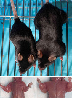 У мышей без гена миостатина (справа) мышечная масса почти в два раз больше, чем у нормальных животных.