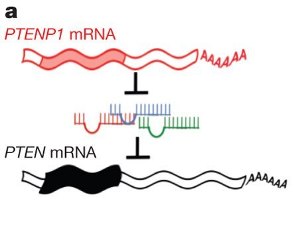 В качестве модели роли РНК, независимой от белок-кодирующей функции, ученые рассмотрели функциональную связь между мРНК, синтезируемой геном-супрессором опухолей PTEN, и его псевдогеном PTENP1 и важные последствия этого взаимодействия. Они установили, что PTENP1 биологически активен, так как может регулировать клеточные уровни PTEN и проявляет подавляющую рост клетки активность. Рабочая гипотеза: псевдоген PTENP1 защищает ген PTEN от связывания с микроРНК. МикроРНК показаны как красные, синие и зеленые структуры.