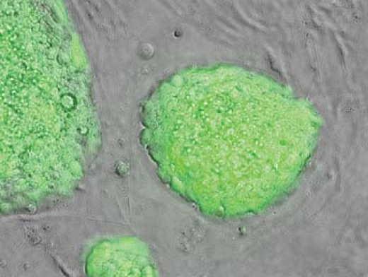 Эмбриональные стволовые клетки. lincRNAs  определяют судьбу эмбриональных стволовых клеток, поддерживая их в плюрипотентном состоянии или направляя по пути  клеточной специализации.