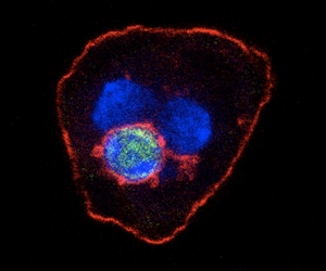 Т-клетка (сине-зеленая) полностью поглощена клеткой печени мыши (красная). Две синие окружности – ядра  гепатоцита.