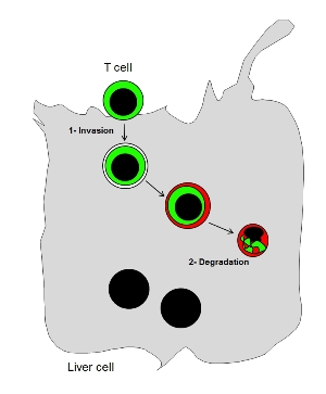 Схема процесса поглощения  и разрушения Т-клетки гепатоцитом