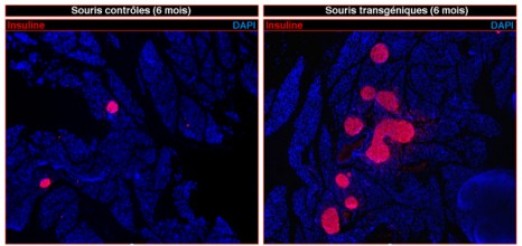 Слева: поджелудочная железа контрольной мыши. Справа: поджелудочная железа трансгенной мыши, показывающая массивную регенерацию инсулин-продуцирующих β-клеток (окрашены розовым) после химически индуцированного диабета.