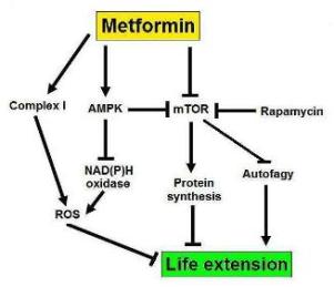 Молекулярные пути, воздействуя на которые метформин увеличивает продолжительность жизни. Тупоконечные стрелки показывают подавление, остроконечные – активацию пути.