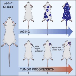 Мониторинг рака и старения in vivo остается экспериментально сложным. Ученые создали штамм мышей с геном люциферазы светлячков (p16LUC), который с большой точностью информирует об экспрессии p16INK4a –  опухолевого супрессора и биомаркера старения. Оценка люминесценции у p16+/LUC мышей показала ее экспоненциальный рост в процессе старения, сильно варьирующий в когорте одновременно выращиваемых сингенных животных. Экспрессия p16INK4a в процессе старения не является предиктором развития рака, предполагая, что накопление стареющих клеток не является главным определяющим фактором смерти, связанной с раком. В 14 из 14 проверенных опухолевых моделях экспрессия p16LUC была фокусно активирована ранними опухолевыми событиями, что позволяет визуализировать опухоли с чувствительностью, превышающей чувствительность других методов визуализации. Активация p16INK4a была отмечена в развивающихся опухолях и в окружающих стромальных клетках. Эта работа предполагает, что активация p16INK4a характерна для всех развивающихся раков, что делает аллель p16LUC чувствительным беспристрастным репортером неопластической трансформации.