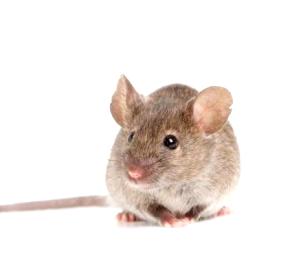 Ученые связали гиперактивность  механистической мишени рапамицина  - клеточного пути mTORC1 – со снижением продукции кетона, являющимся физиологическим маркером старения у мышей.