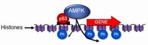 Для регуляции экспрессии генов AMPK присоединяет фосфат к гистону в ядре клетки