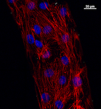 Кардиомиоциты, выращенные на микроструктурированной подложке, разработанной учеными Университета Висконсин-Мэдисон. Видна четкая структура отдельных клеток, а также морфология ткани, более соответствующая физиологической.