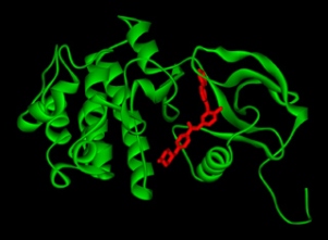 Представитель препаратов-ингибиторов тирозинкиназ Иматиниб (Гливек) (показан красным) используется для лечения хронического миелоидного лейкоза (ХМЛ). Механизм его действия заключается в подавлении активности протеинкиназы bcr-abl (показана зеленым).