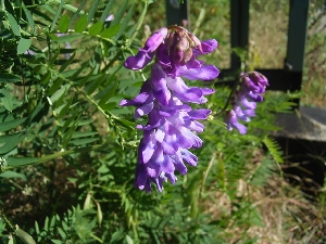 Галега лекарственная (Galega officinalis)