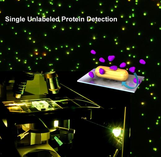 Разработанный в Майнце новый метод позволяет наблюдать за отдельными белковыми молекулами с помощью микроскопа. В основе нового метода – изменение частоты колебаний наночастиц золота.
