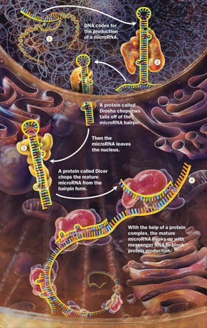 Схема образования и функционирования микроРНК – типа молекул РНК, регулирующих синтез белков.