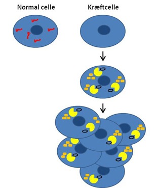 В нормальных клетках микроРНК-101 подавляет функцию системы переработки собственных компонентов клетки  и получения из них строительных блоков, пригодных для повторного  использования. МикроРНК-101 потеряна в клетках нескольких типов рака. Этим вполне может объясняться  усиление в них пластических процессов и, следовательно, их преимущество в росте перед нормальными клетками.