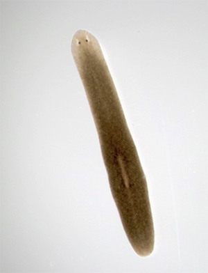 Пресноводный плоский червь Schmidtea mediterranea живет в южной Европе и северной Африке.