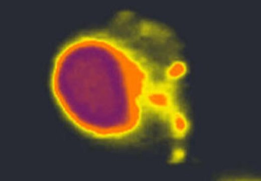 Изображение генетического материала в большом ядре клетки и в маленьких митохондриях
