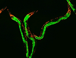 Нарушение функций митохондрий в клетках кишечника (показаны зеленым) или нейронах (показаны красным) продлевает жизнь круглых червей.
