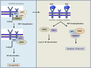 Белок RIP1 является главным медиатором гибели клеток в ответ на клеточный стресс, но он может быть и посредником выживания клеток путем активации NF-kB. RIP1 действует как переключатель EGFR-сигналинга. EGFRvIII – онкогенный мутант,  не связывающий лиганд и ко-экспрессирующийся с EGFRWT в клетках мультиформной глиобластомы. EGFRvIII связывает убиквитинлигазы с RIP1, что приводит к  K63-опосредованному убиквитинированию RIP1. RIP1 связывается с TAK1 и NEMO, образуя сигналосому EGFRvIII-RIP1, активирующую NF-kB. При мультиформной глиобластоме RIP1 играет важную роль в  EGFRvIII-опосредованной онкогенности и коррелирует с активацией NF-kB. Удивительно, но активация EGFRWT лигандом EGF приводит к  негативной регуляции EGFRvIII с диссоциацией сигналосомы EGFRvIII-RIP1, потерей убиквитинирования RIP1и активации NF-kB, а также к ассоциации  RIP1с FADD и каспазой-8. Если экспрессия EGFRWT превышает экспрессию EGFRvIII, добавление EGF вызывает  опосредуемую киназой RIP1 клеточную смерть. Взаимосвязь EGFRWT-EGFRvIII-RIP1 может регулировать онкогенность и чувствительность к адресному лечению мультиформной глиобластомы.