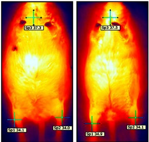 На сделанной тепловизором фотографии показана мышь, в течение четырех месяцев получавшая антисмысловой олигонуклеотид, снижающий уровень микроРНК-133 (справа). Она заметно стройнее контрольной (слева). Кроме того, задняя конечность, в которую делались инъекции (слева), на 0,8 градуса горячее, чем конечность контрольного животного.