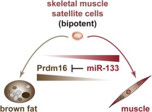 Взрослые стволовые клетки мышечной ткани (сателлитные клетки) дают начало как мышечным волокнам, так и адипоцитам бурого жира, и выбор между дифференциацией в миогенном направлении и в направлении бурой жировой ткани регулируется микроРНК-133 путем воздействия на 3'UTR Prdm16.
