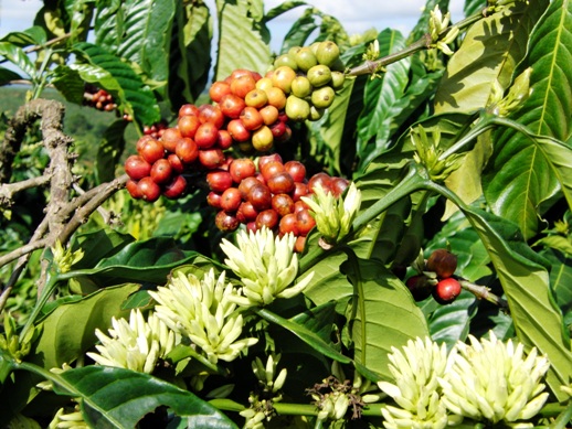 Цветы и плоды кофе.  Еще не идентифицированный компонент кофе взаимодействует с кофеином напитка, и этим взаимодействием, вероятно,  можно объяснить, почему ежедневное употребление кофе защищает от болезни Альцгеймера.