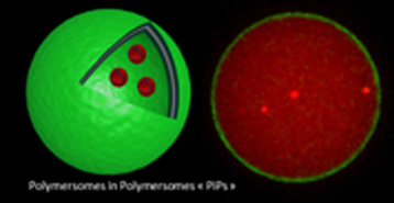 Метод центрифугирования эмульсии позволяет получать полимерсомы в полимерсомах – «PiPs»-структуры, – или полимерные везосомы. На фото: схема, отображающая структуру внешней полимерсомы (помечена зеленым флуорофором) с инкапсулированными в нее внутренними полимерсомами (помечены красным флуорофором), и микрофотография полимерсомы-«матрешки», полученная с помощью конфокального микроскопа.