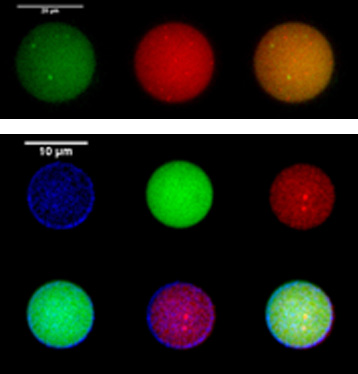 Верхний ряд: инкапсуляция двух типов внутренних полимерсом, показанных зеленым и красным. Внизу: инкапсуляция во все возможные типы компартментов: внешние мембраны (синие), полости внешних полимерсом (зеленые), внутренние полимерсомы (красные).