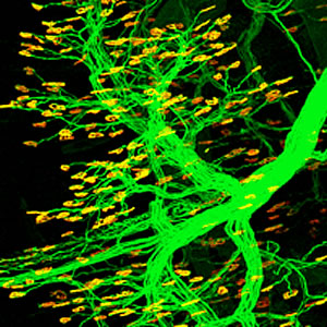 Нестин, хорошо известный маркер стволовых клеток, регулирует образование нервно-мышечных соединений (показаны желтым) – контактных точек между мышечными клетками и «их» моторными нейронами (показаны зеленым).