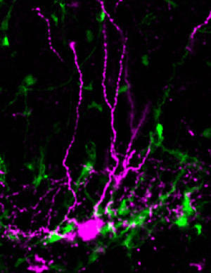 Парвальбумин-экспрессирующий интернейрон (красный) в гиппокампе, окруженный многочисленными взрослыми нейральными стволовыми клетками (зеленые).